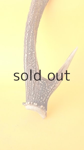 画像2: デコール用二ホンジカの角 (2)