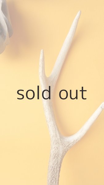 画像3: デコール用二ホンジカの角 (3)