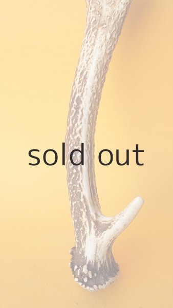 画像2: デコール用二ホンジカの角 (2)