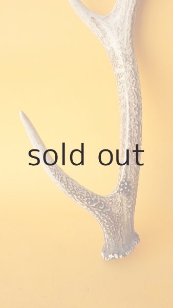 画像2: デコール用二ホンジカの角 (2)