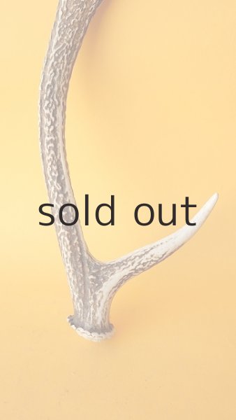 画像2: デコール用二ホンジカの角 (2)