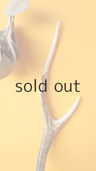 画像3: デコール用二ホンジカの角 (3)