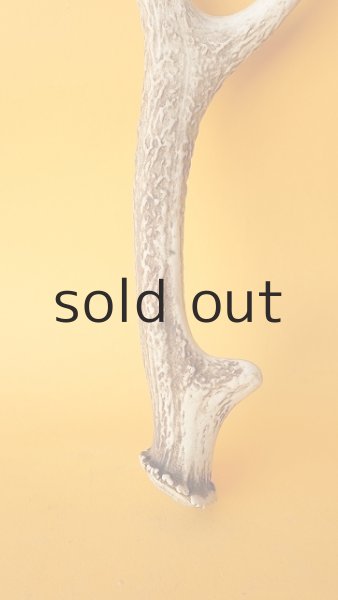 画像2: デコール用二ホンジカの角 (2)