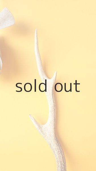 画像3: デコール用二ホンジカの角 (3)