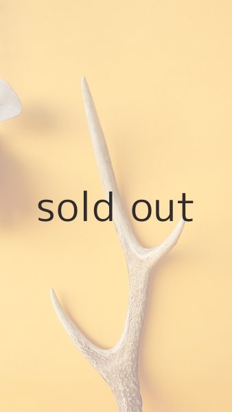 画像3: デコール用二ホンジカの角 (3)