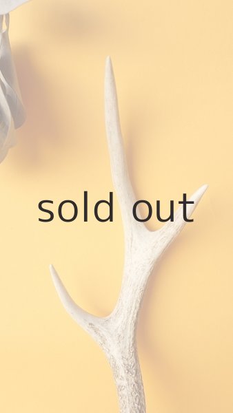 画像3: デコール用二ホンジカの角 (3)