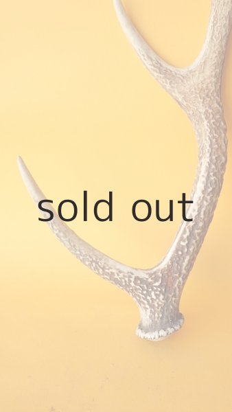 画像2: デコール用二ホンジカの角 (2)