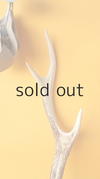 画像3: デコール用二ホンジカの角 (3)