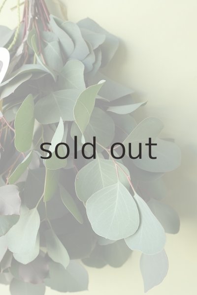 画像4: Dry plants for decor ユーカリ2種シンプルスワッグ (4)