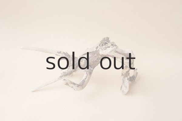 画像5: 流木根 (5)