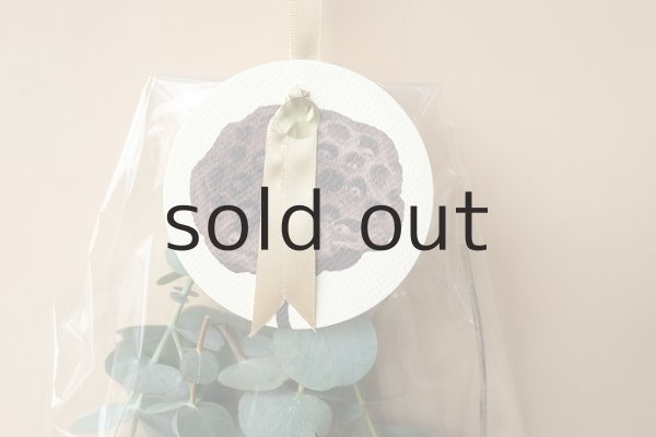 画像2: Dry plants for decor ドライプランツミニアソート（壁掛けタイプ） (2)