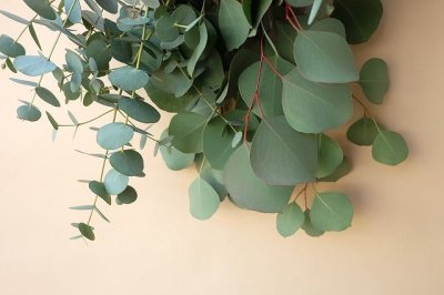 画像3: Dry plants for decor ユーカリ2種シンプルスワッグ