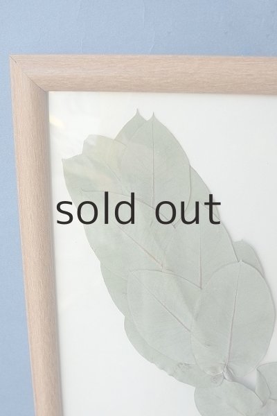 画像2: Dry plants for decor pressed botanical (マクロカルパ） (2)