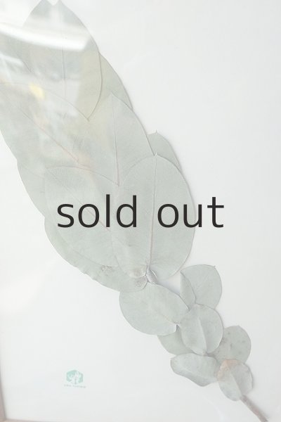 画像3: Dry plants for decor pressed botanical (マクロカルパ） (3)