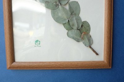 画像3: Dry plants for decor pressed botanical (マクロカルパ）