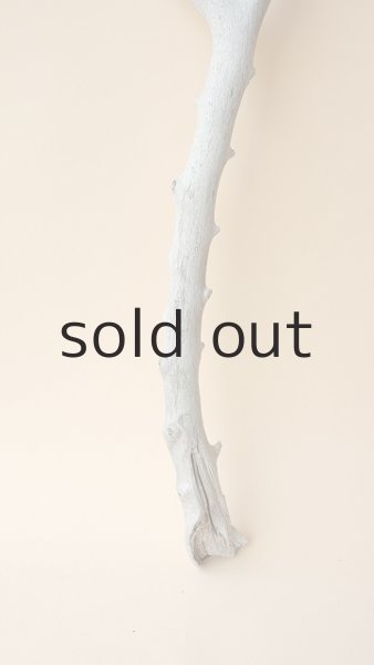 画像2: 枝流木 (2)