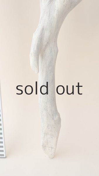 画像5: 枝流木 (5)