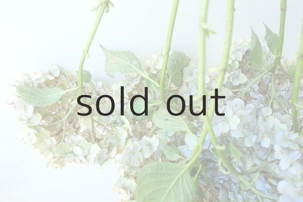 画像7: Dry plants for decor ドライアジサイ2020 (7)
