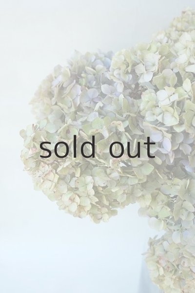 画像3: Dry plants for decor ドライアジサイ2020 (3)