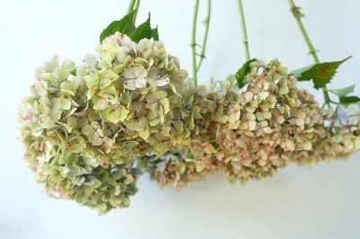 画像2: Dry plants for decor ドライアジサイ2020