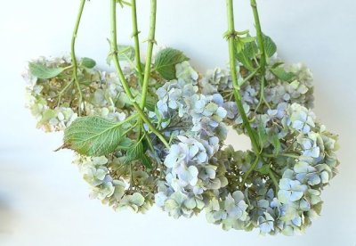 画像3: Dry plants for decor ドライアジサイ2020