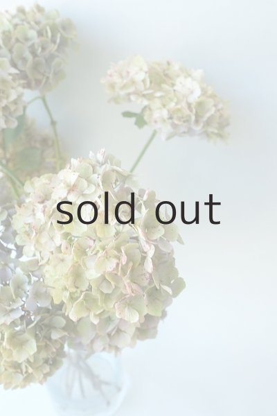 画像5: Dry plants for decor ドライアジサイ2020 (5)