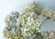 画像6: Dry plants for decor ドライアジサイ2020 (6)