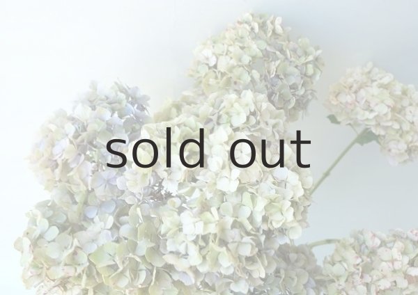 画像6: Dry plants for decor ドライアジサイ2020 (6)