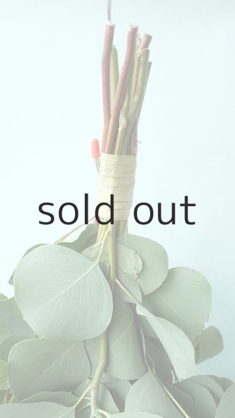 画像3: Dry plants for decor ユーカリポポラスシンプルスワッグ (3)