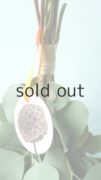 画像2: Dry plants for decor ユーカリポポラスシンプルスワッグ (2)