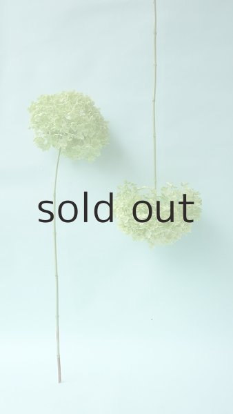 画像2: Dry plants for decor デコール用乾燥紫陽花(アナベル・中)2020年度開花分 (2)