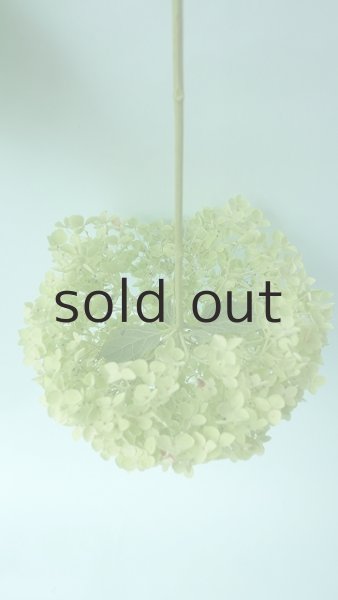 画像3: Dry plants for decor デコール用乾燥紫陽花(アナベル・中)2020年度開花分 (3)