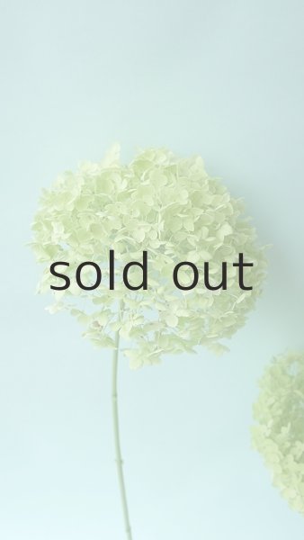 画像4: Dry plants for decor デコール用乾燥紫陽花(アナベル・中)2020年度開花分 (4)