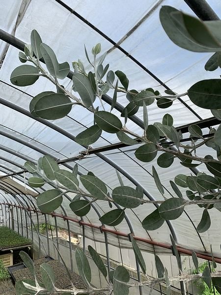 ハウス内の様子