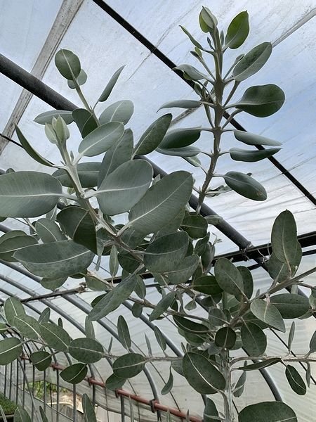 ハウス内の様子