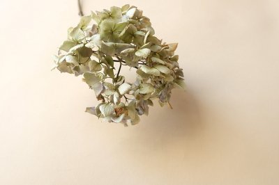 画像3: Dry plants for decor ドライアジサイイッテンモノ