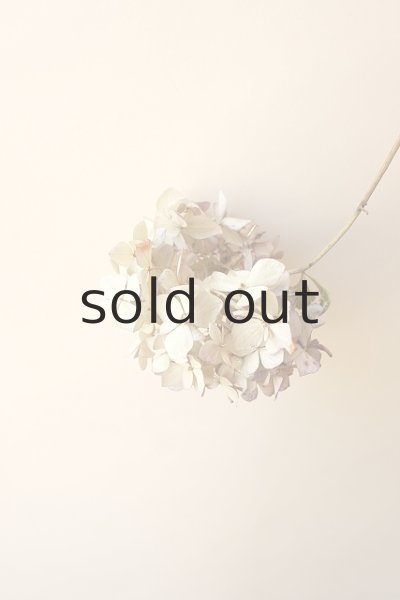 画像2: Dry plants for decor ドライアジサイイッテンモノ (2)