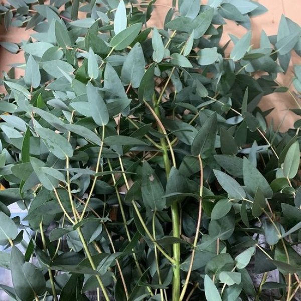 画像12: Dry plants for decor ユーカリ生切り枝（パルブラ）タイプ500〜700mm (12)