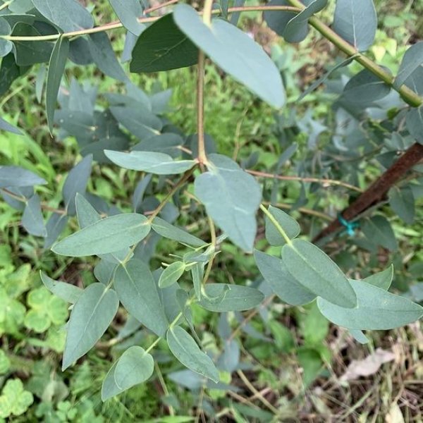 画像13: Dry plants for decor ユーカリ生切り枝（パルブラ）タイプ500〜700mm (13)