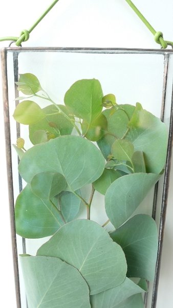 画像13: Dry plants for decor ユーカリ生切り枝（ポポラス）タイプ500mm (13)