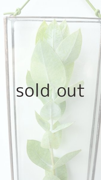 画像8: Dry plants for decor ユーカリ生切り枝(マクロカルパ)タイプ350〜500mm (8)