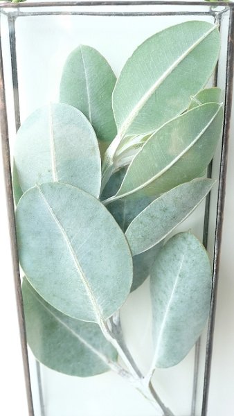 画像8: Dry plants for decor ユーカリ生切り枝（テトラゴナシルバー）タイプ500〜700mm (8)