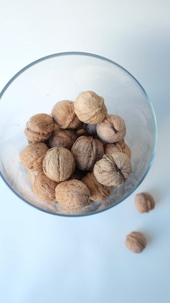 画像12: Dry plants for decor デコール用乾燥胡桃（5個入） (12)