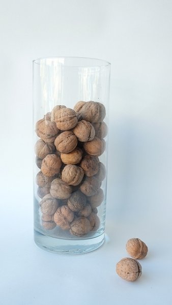 画像10: Dry plants for decor デコール用乾燥胡桃（5個入） (10)