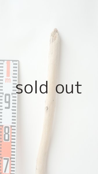 画像5: 棒流木 (5)