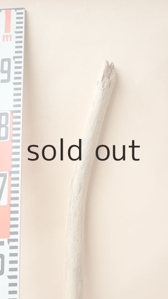 画像5: 棒流木 (5)