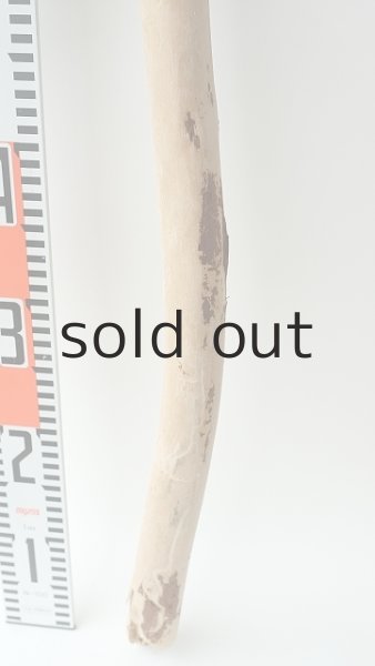 画像5: 棒流木 (5)