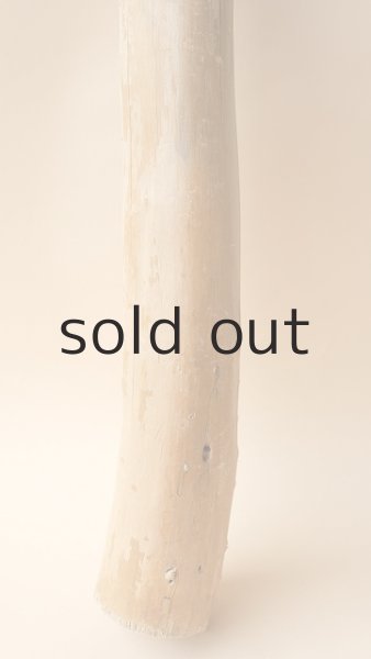 画像2: 幹流木 (2)