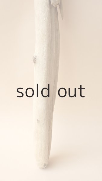 画像2: 幹流木 (2)