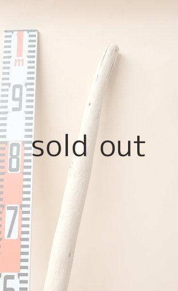 画像5: 棒流木 (5)